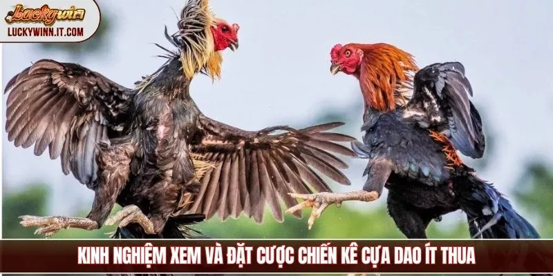 da-ga-cua-dao-kinh-nghiem-xem