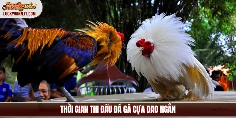 da-ga-cua-dao-thoi-gian-dau