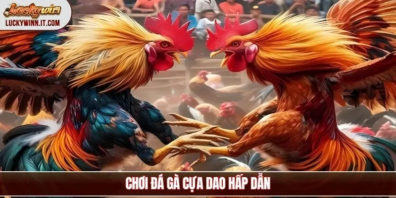 da-ga-truc-tiep-cua-dao